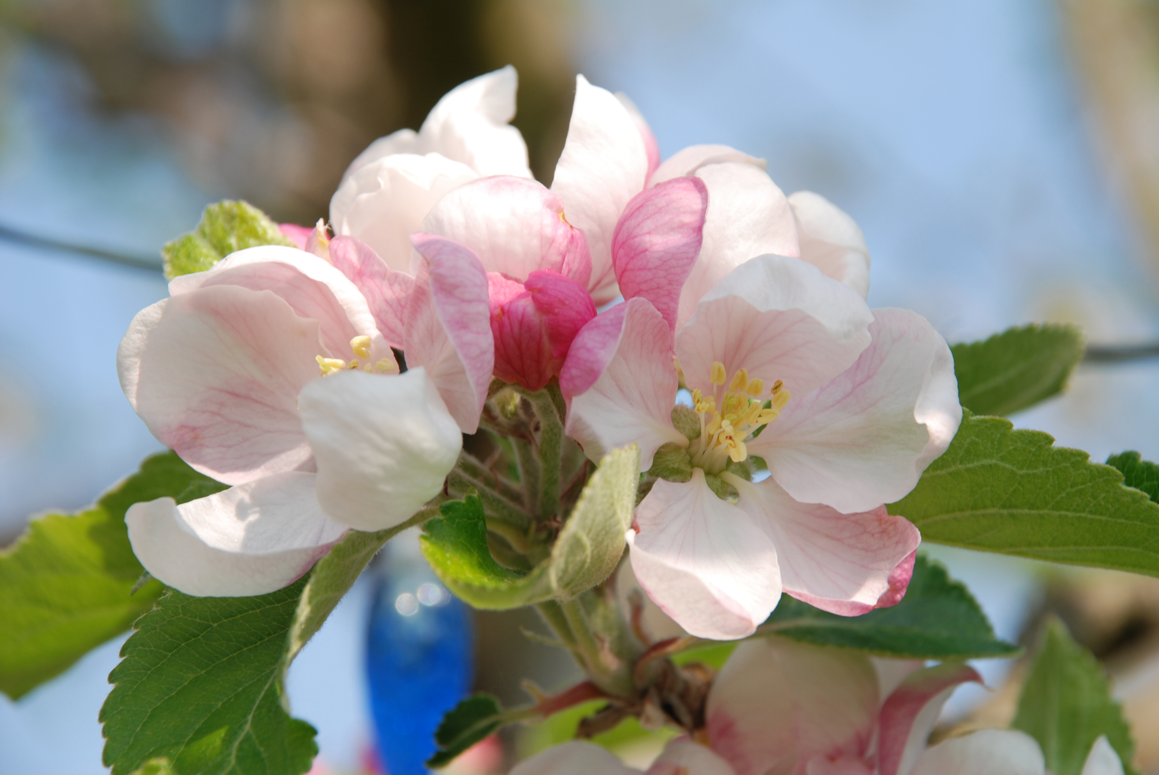 Nature Flower 4k Ultra HD Wallpaper