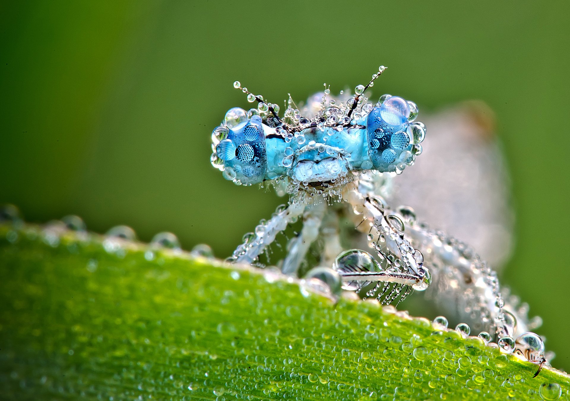 HD PC desktop wallpaper showcasing a close-up of a dragonfly covered in dew drops against a soft green background.