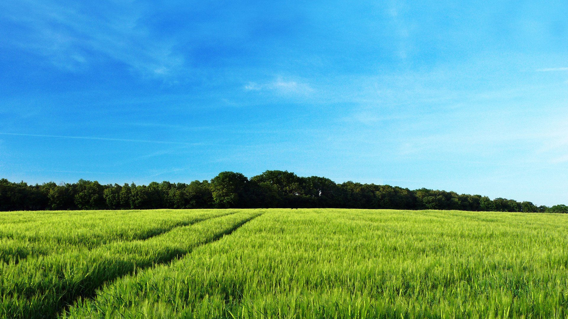 HD desktop wallpaper featuring a vibrant green field under a bright blue sky with a distant tree line, capturing the tranquility of nature.