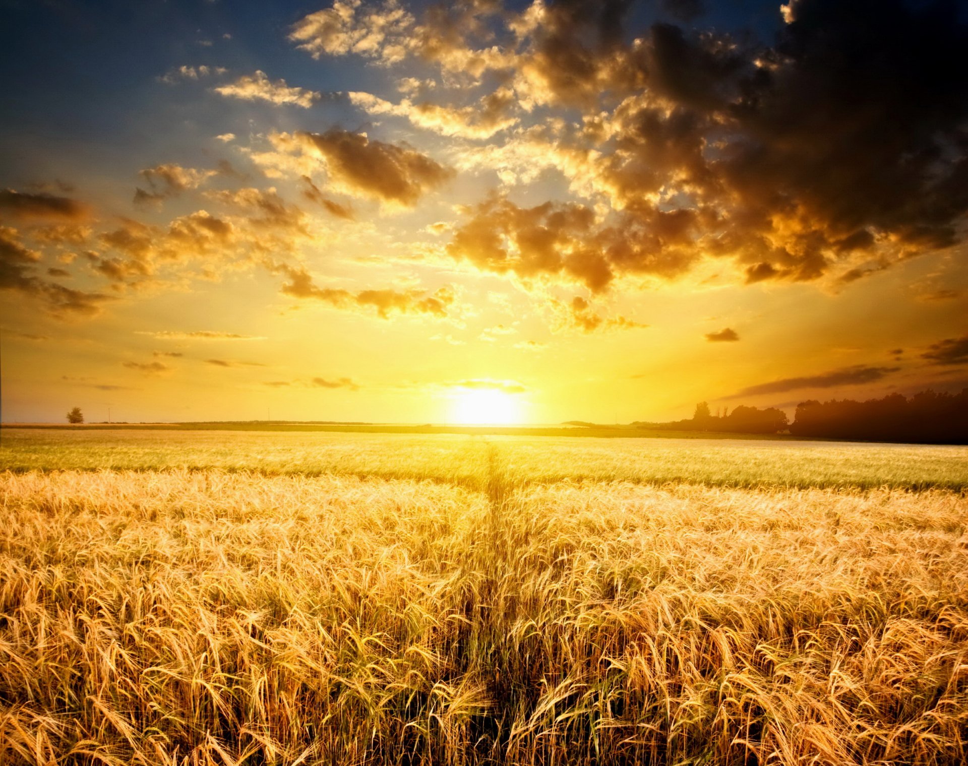 Download Nature Field HD Wallpaper