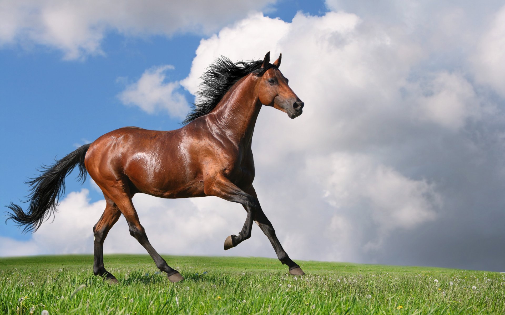 A majestic brown horse trots across a vibrant green field under a bright blue sky, surrounded by fluffy white clouds, making an engaging HD desktop wallpaper.
