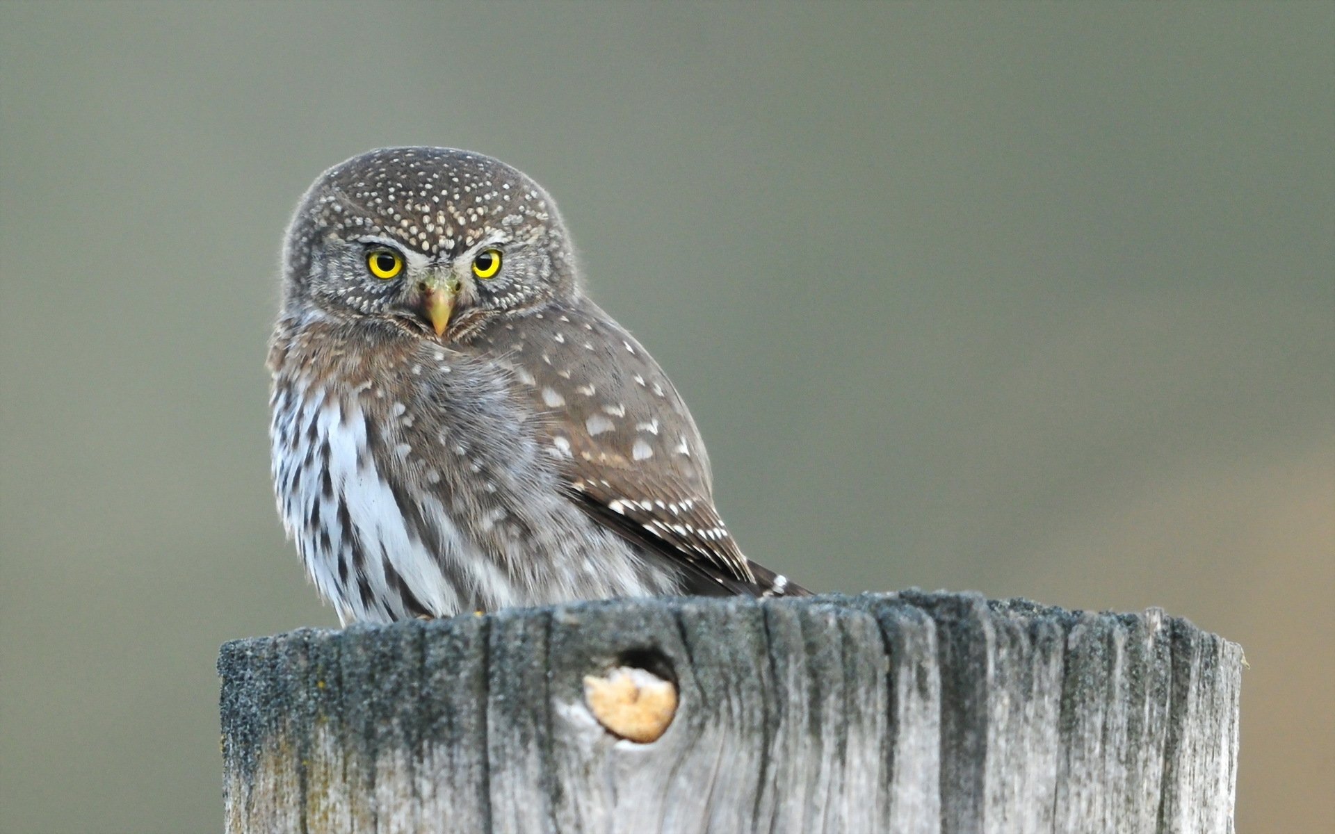 Download Animal Owl HD Wallpaper