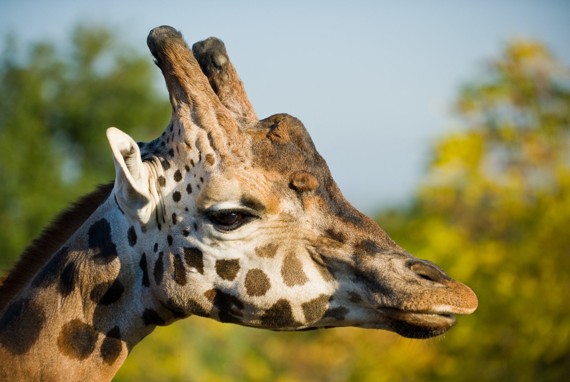 Download Animal Giraffe 4k Ultra HD Wallpaper
