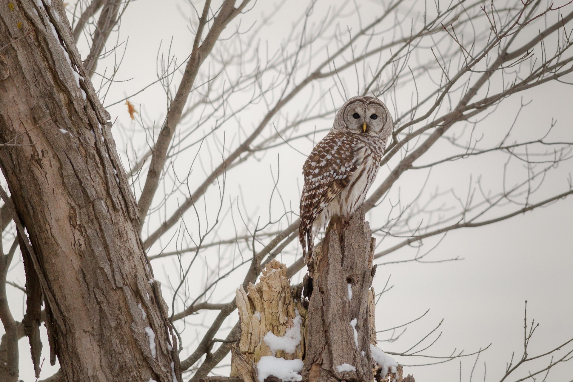 HD PC desktop wallpaper and background: barred owl (animal) perched on a broken tree trunk among leafless branches and light snow.