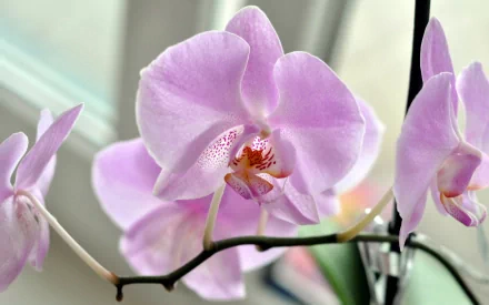 Close-up of delicate light purple orchids with soft natural light, captured in high definition as a serene nature-themed PC desktop wallpaper.