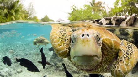 HD desktop wallpaper featuring a close-up of a turtle swimming underwater with fish and lush greenery in the background.