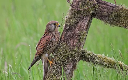 HD PC desktop wallpaper featuring a detailed hawk perched on a moss-covered tree branch against a blurred green grass background.