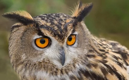 Animal great horned owl HD Desktop Wallpaper | Background Image