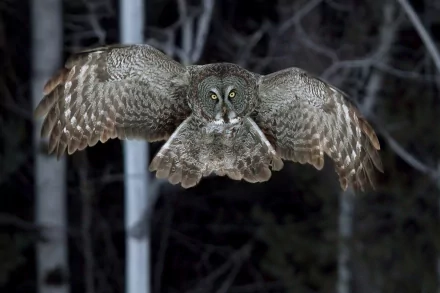 HD desktop wallpaper featuring a great grey owl in mid-flight against a dark forest background.