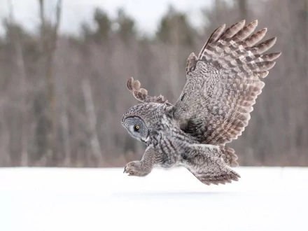 HD PC desktop wallpaper featuring a great grey owl in mid-flight over a snowy landscape with blurred forest background.
