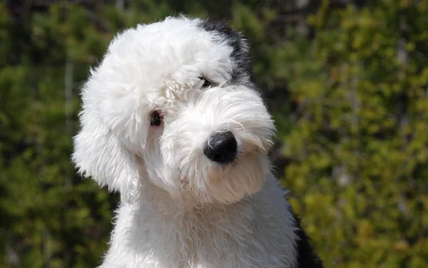 Fluffy Old English Sheepdog with a head tilt against soft green bokeh, 4K Ultra HD PC desktop wallpaper background.