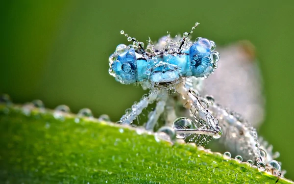 HD PC desktop wallpaper showcasing a close-up of a dragonfly covered in dew drops against a soft green background.