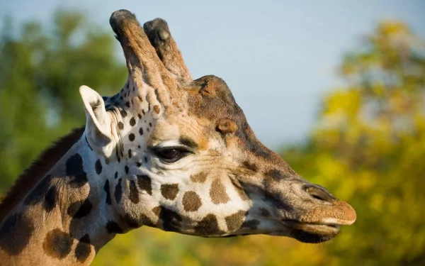 Close-up of a giraffe's head in natural light, featured in a 4K Ultra HD PC desktop wallpaper and background with vivid detail and vibrant colors.
