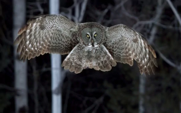 HD desktop wallpaper featuring a great grey owl in mid-flight against a dark forest background.