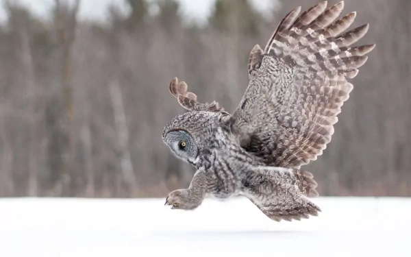 HD PC desktop wallpaper featuring a great grey owl in mid-flight over a snowy landscape with blurred forest background.