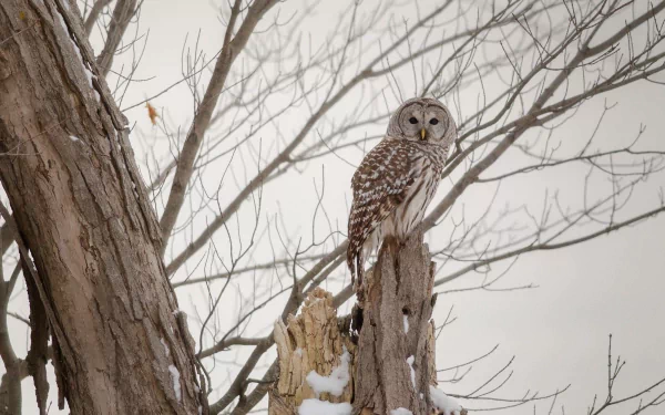 Animal barred owl HD Desktop Wallpaper | Background Image