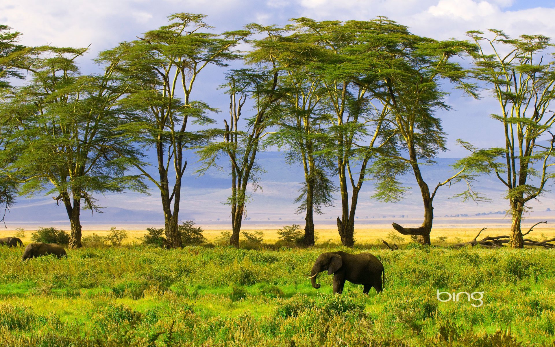 Majestic African Bush Elephant in Stunning HD Safari Landscape ...