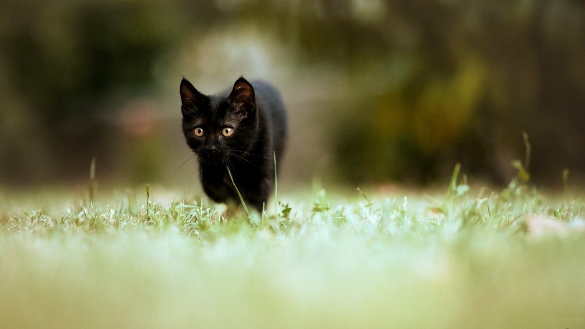 A black cat gracefully walks through a grassy field, captured in stunning detail, making for a captivating HD PC desktop wallpaper and background.