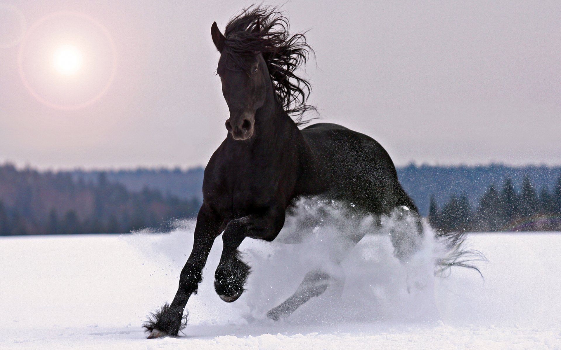 A majestic black horse gallops through fresh snow, its mane flowing in the wind, set against a tranquil winter landscape. This dynamic scene serves as a stunning HD desktop wallpaper.