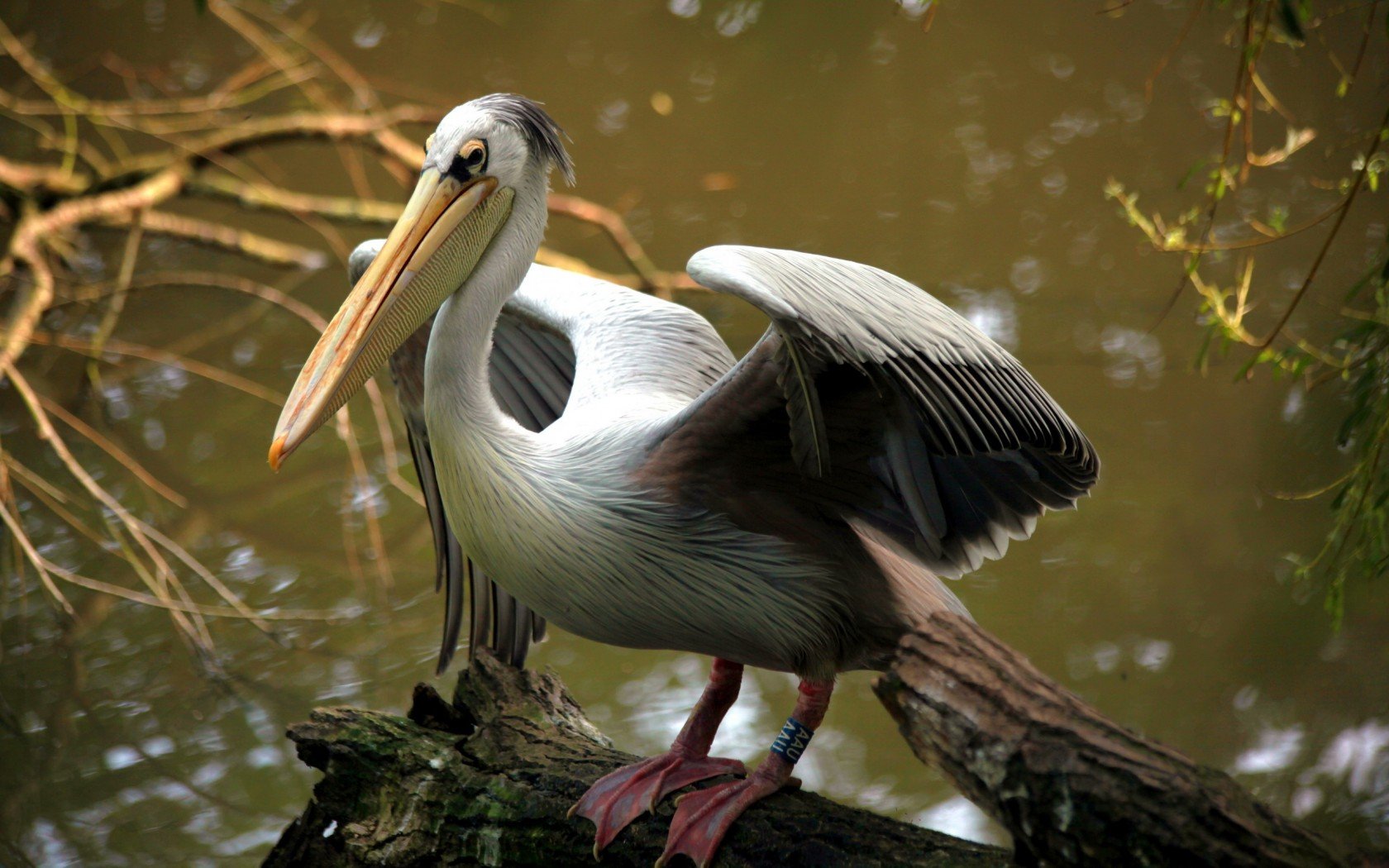 Animal Pelican Wallpaper