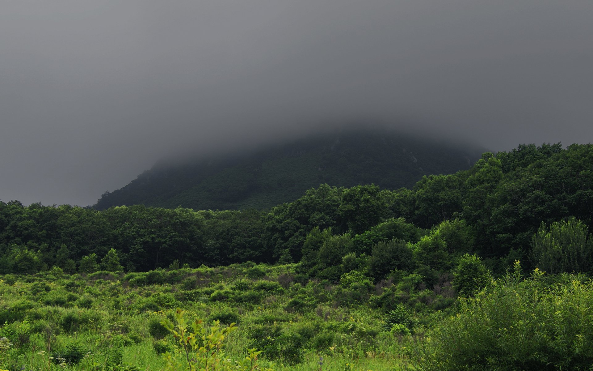 HD PC desktop wallpaper of a fog-shrouded hill rising above a lush green meadow and dense forest under a moody gray sky