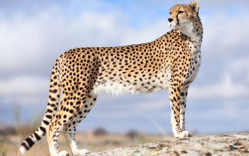 39+ Hewan cheetah update