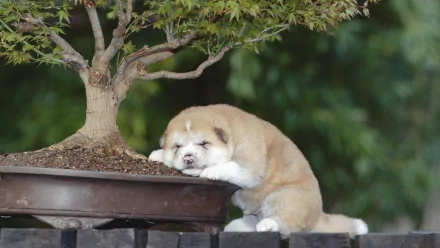 A sleeping Akita puppy nestled beside a bonsai tree, exuding a peaceful charm. This HD image captures the innocence of a baby animal in a serene setting.