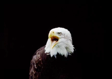 A close-up 4K Ultra HD PC desktop wallpaper of a bald eagle with its beak open against a black background.