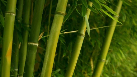 Close-up of vibrant green bamboo stalks and leaves, HD PC desktop wallpaper background evoking a dense, serene natural scene.