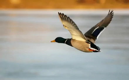 Animal mallard HD Desktop Wallpaper | Background Image