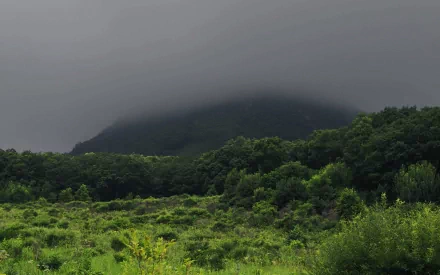 HD PC desktop wallpaper of a fog-shrouded hill rising above a lush green meadow and dense forest under a moody gray sky