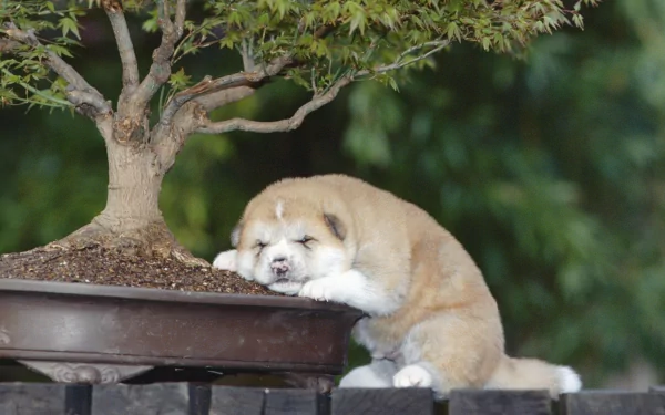 A sleeping Akita puppy nestled beside a bonsai tree, exuding a peaceful charm. This HD image captures the innocence of a baby animal in a serene setting.
