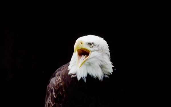Animal bald eagle HD Desktop Wallpaper | Background Image