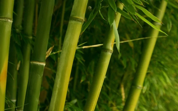Close-up of vibrant green bamboo stalks and leaves, HD PC desktop wallpaper background evoking a dense, serene natural scene.