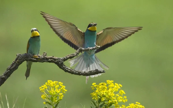 Animal european bee-eater HD Desktop Wallpaper | Background Image