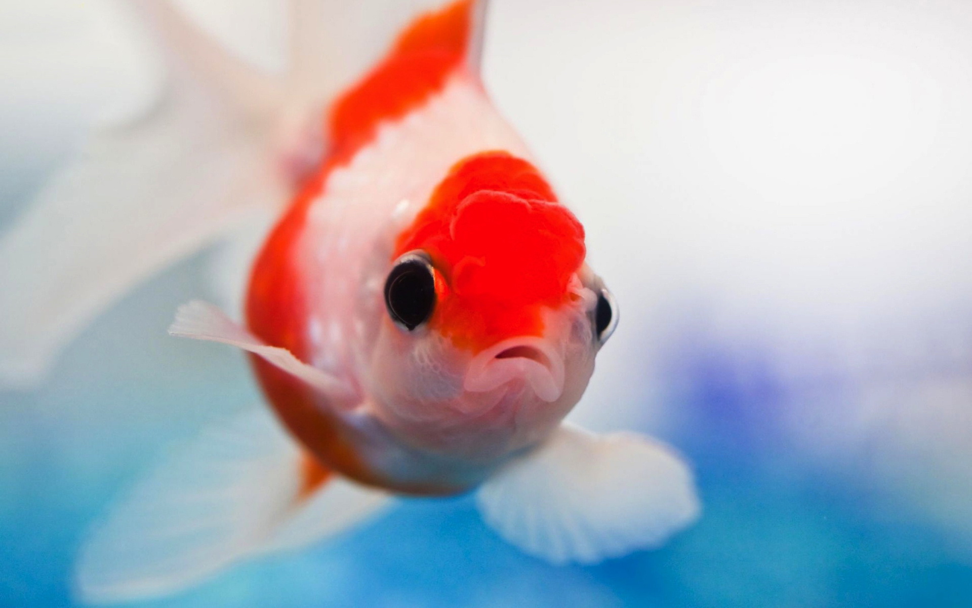 Lionhead Goldfish Full HD Wallpaper and Background Image | 1920x1200 