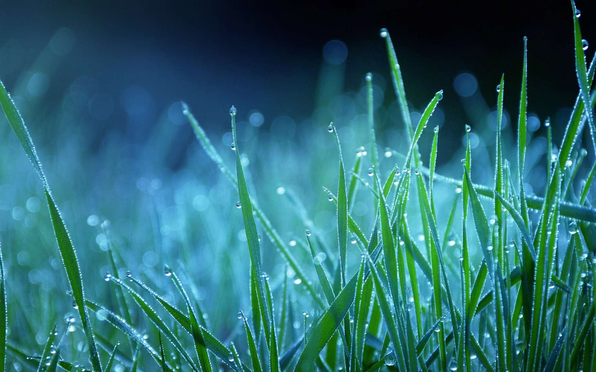  Gras  HD  Wallpaper Hintergrund 1920x1200