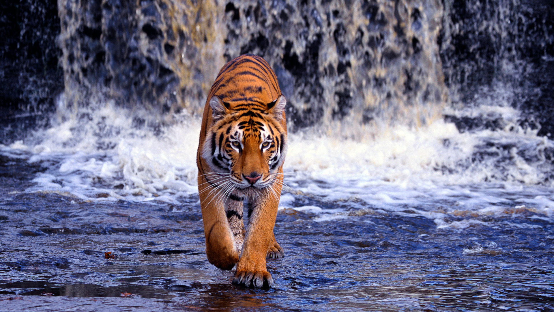 Tiger Roaring Wallpaper - iPhone, Android & Desktop Backgrounds