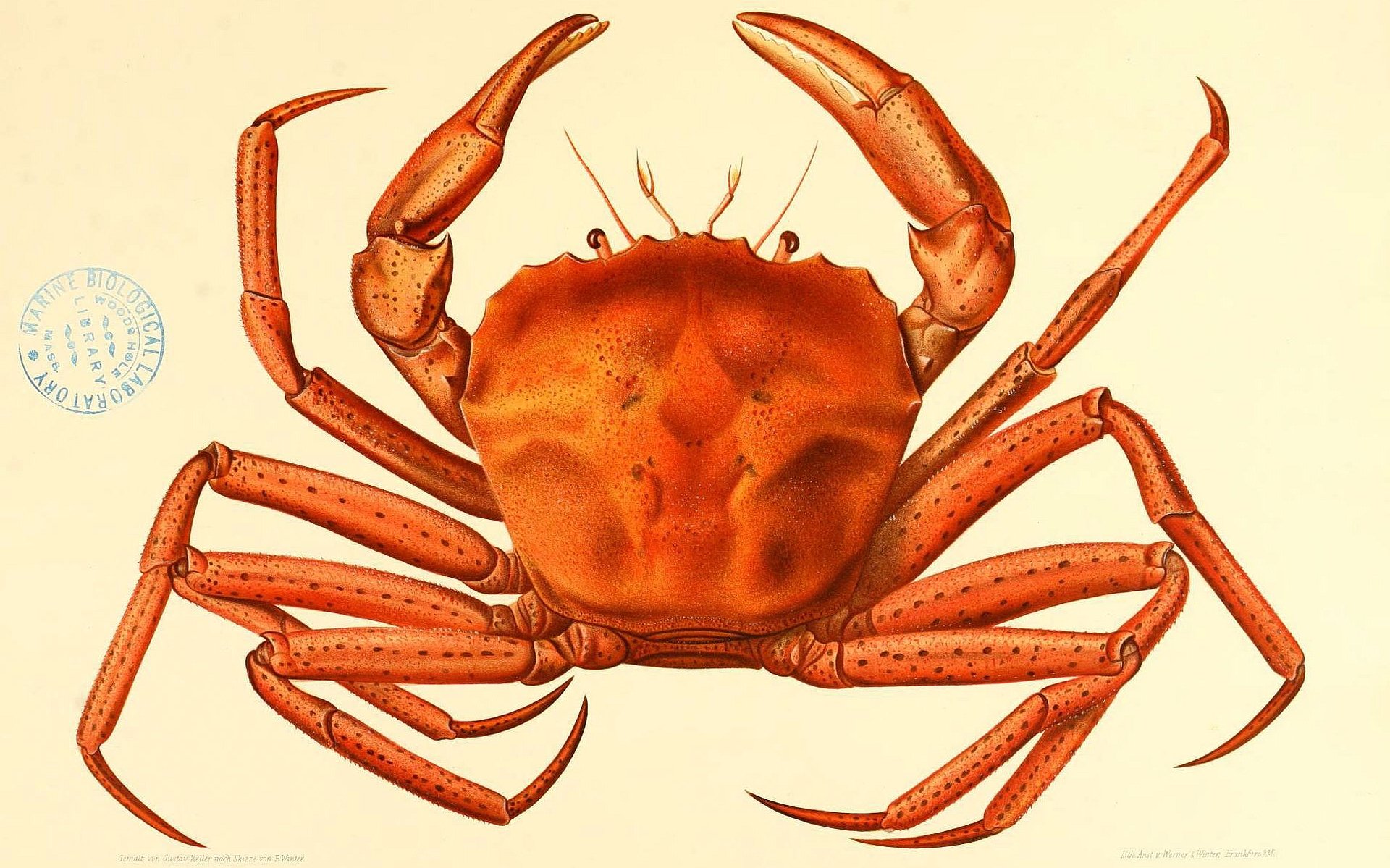 Download Animal Crab HD Wallpaper