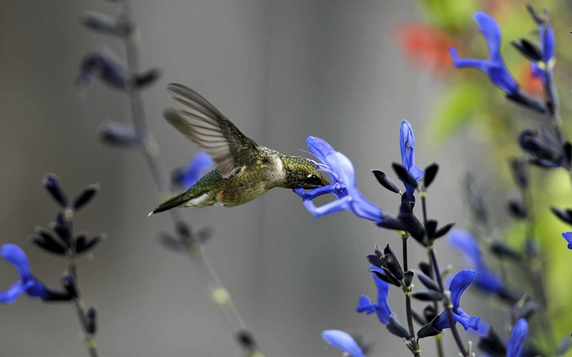 Download Animal Hummingbird HD Wallpaper