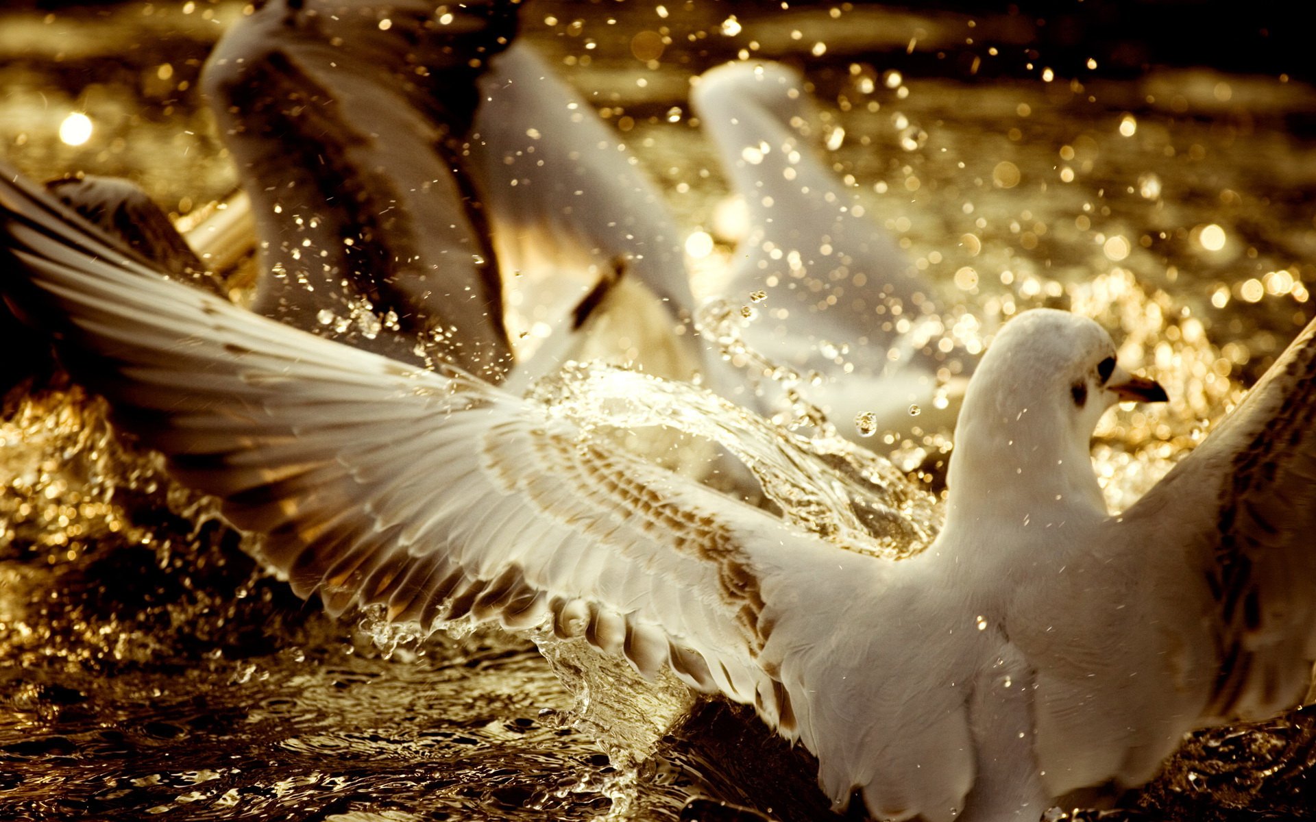 Seagull HD Wallpaper