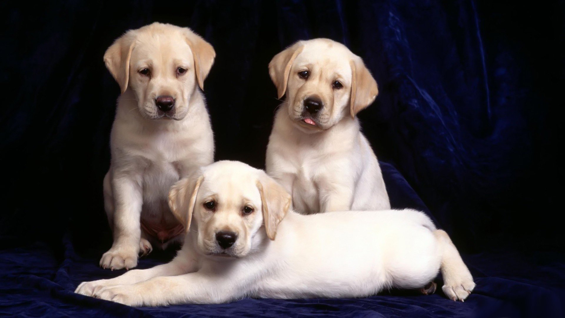 Three adorable yellow Labrador Retriever puppies are posed on a deep blue background, showcasing their playful and charming nature in this HD desktop wallpaper.