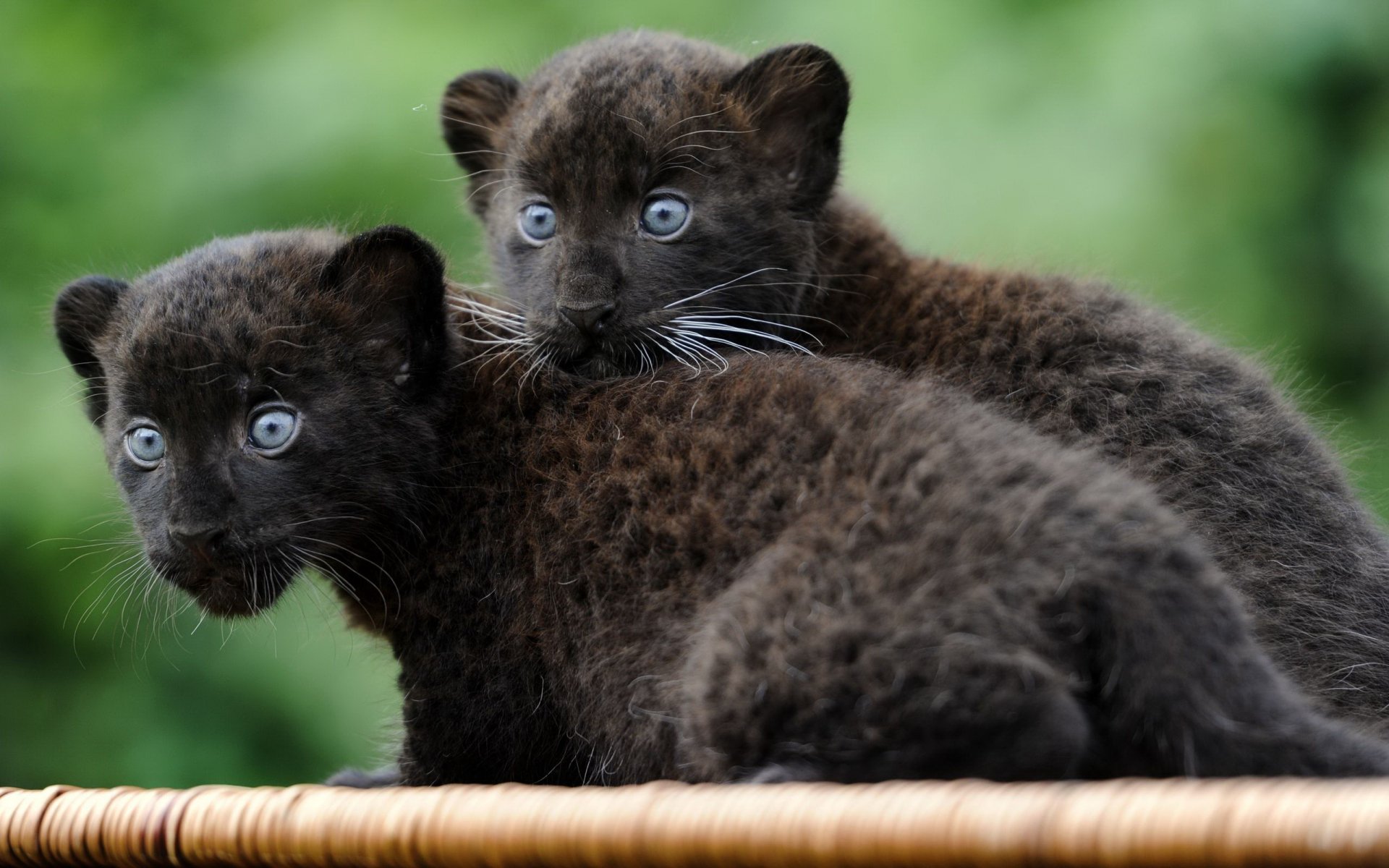 HD PC desktop wallpaper featuring two young black panther cubs with striking blue eyes against a blurred green background.