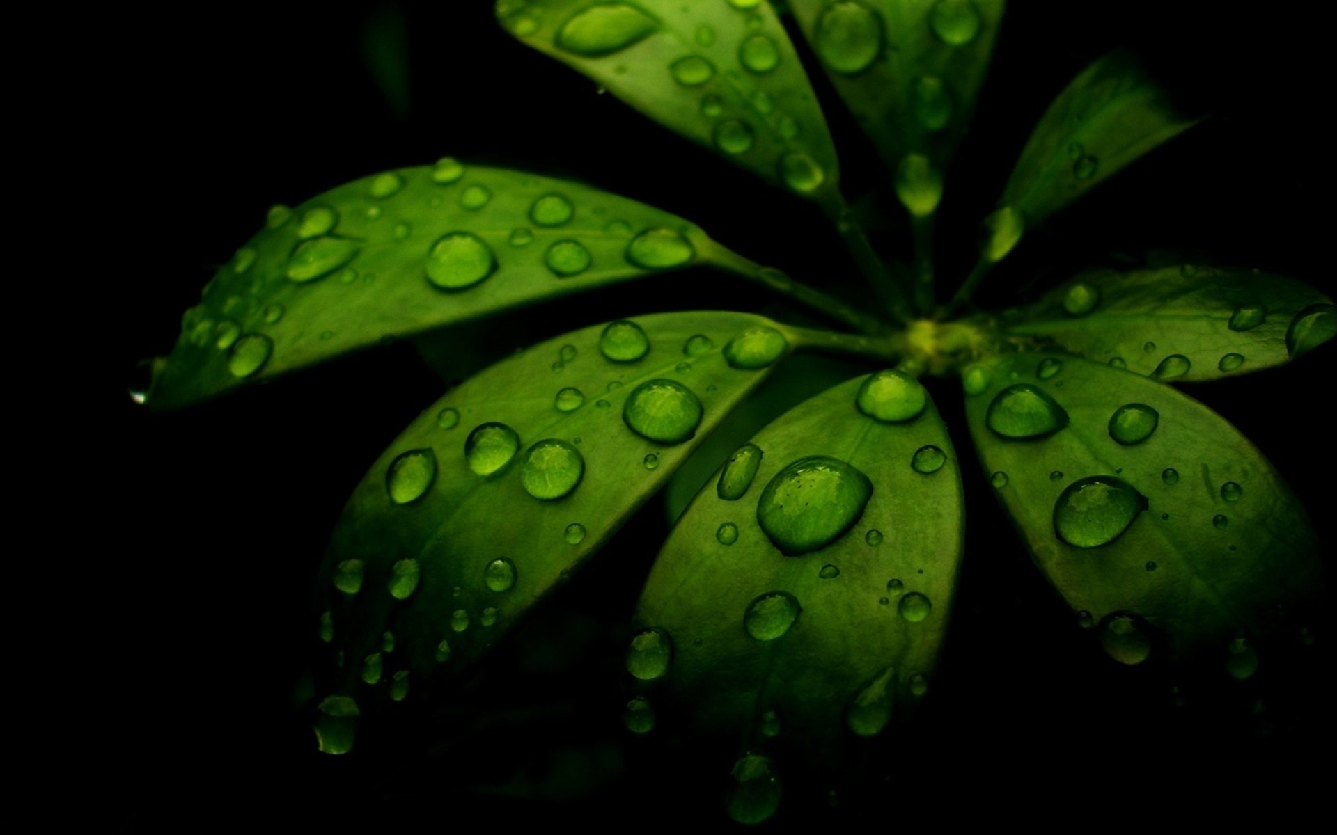 HD photography wallpaper of vibrant green leaves covered in glistening raindrops against a dark background, offering a fresh and natural desktop background.