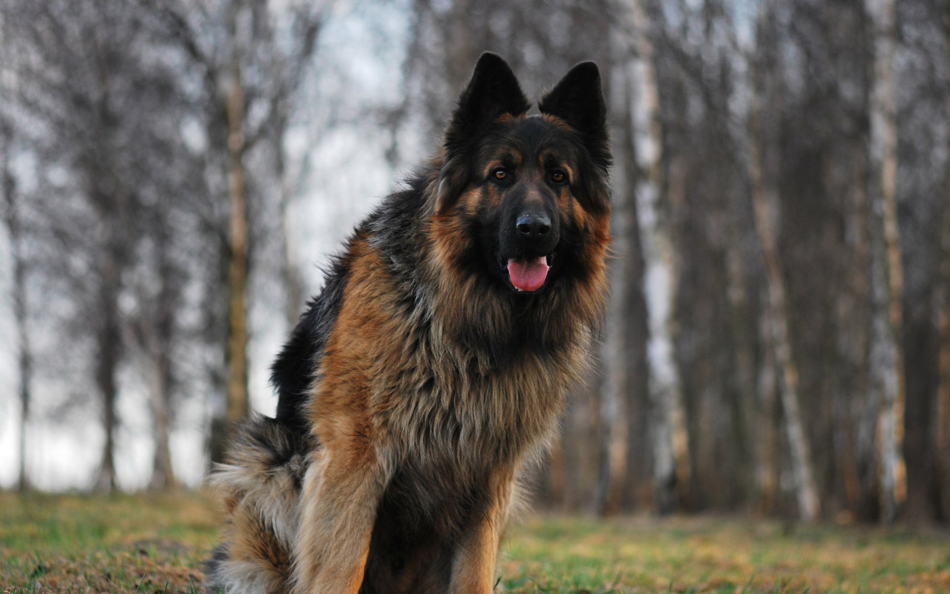 Download Animal Dog HD Wallpaper | 2560x1600 | Wallpaper Abyss