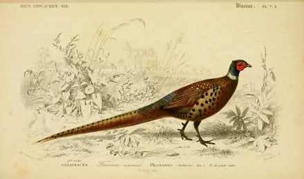 Animal pheasant HD Desktop Wallpaper | Background Image
