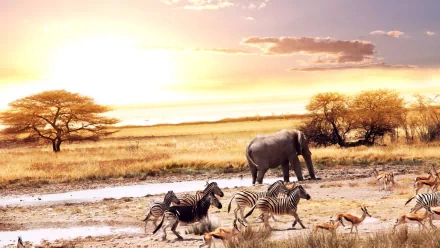 nature savanna HD Desktop Wallpaper | Background Image