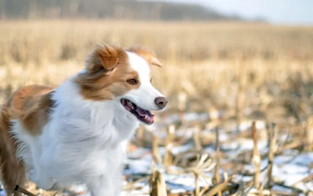 HD desktop wallpaper featuring a border collie standing in a snowy field with a blurred natural background.