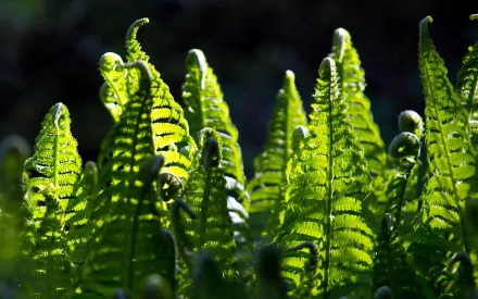 nature fern HD Desktop Wallpaper | Background Image