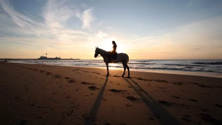photography horse riding HD Desktop Wallpaper | Background Image